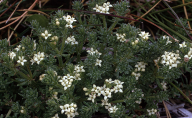 APII jpeg image of Asperula pusilla  © contact APII