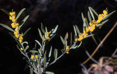 APII jpeg image of Acacia lanigera  © contact APII