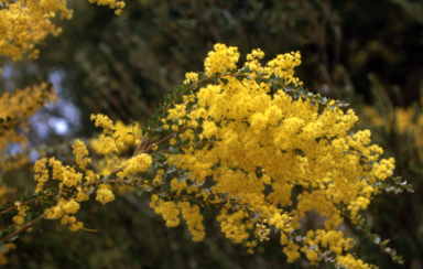 APII jpeg image of Acacia pravissima  © contact APII