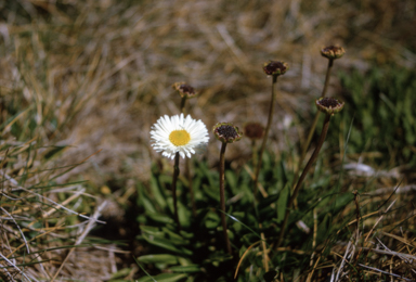 APII jpeg image of Brachyscome tadgellii  © contact APII