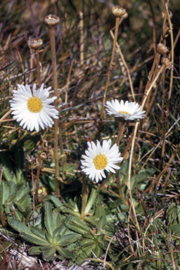 APII jpeg image of Brachyscome tenuiscapa  © contact APII