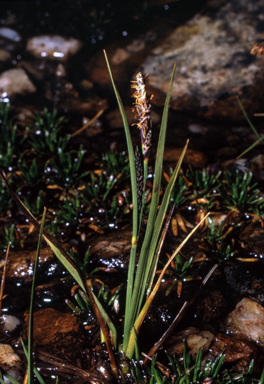 APII jpeg image of Carex gaudichaudiana  © contact APII