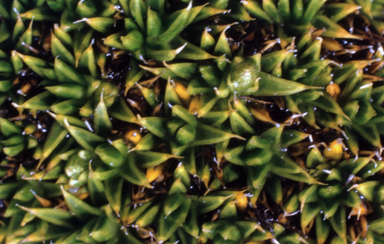 APII jpeg image of Colobanthus pulvinatus  © contact APII