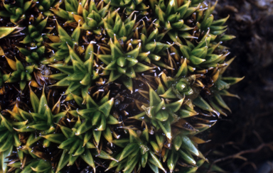 APII jpeg image of Colobanthus pulvinatus  © contact APII