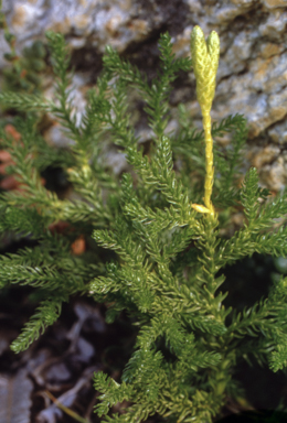 APII jpeg image of Lycopodium fastigatum  © contact APII