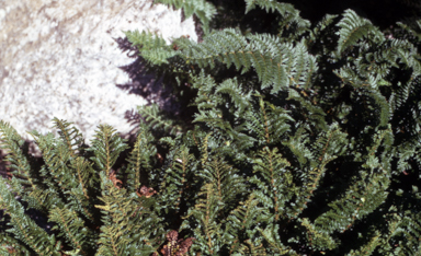 APII jpeg image of Polystichum proliferum  © contact APII