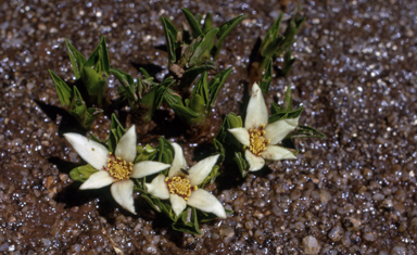 APII jpeg image of Psychrophila introloba  © contact APII