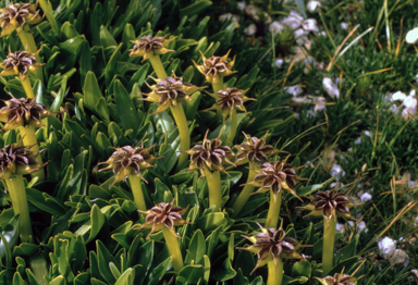 APII jpeg image of Psychrophila introloba  © contact APII