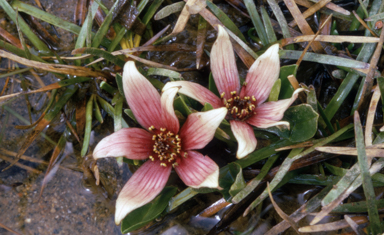 APII jpeg image of Psychrophila introloba  © contact APII