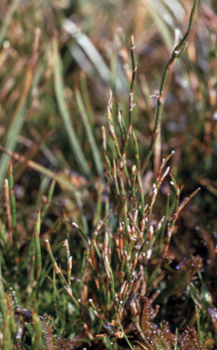 APII jpeg image of Empodisma minus  © contact APII