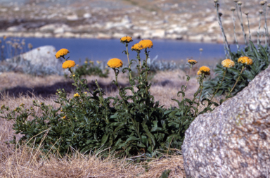 APII jpeg image of Craspedia costiniana  © contact APII