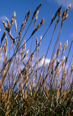 APII jpeg image of Rytidosperma nudiflorum  © contact APII