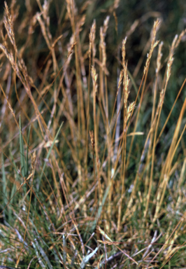 APII jpeg image of Rytidosperma nudiflorum  © contact APII