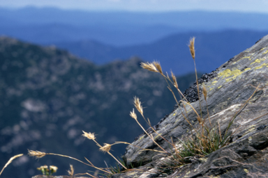 APII jpeg image of Austrodanthonia alpicola  © contact APII