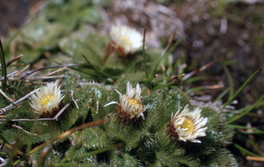 APII jpeg image of Erigeron setosus  © contact APII
