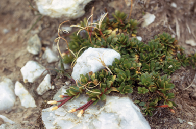 APII jpeg image of Epilobium tasmanicum  © contact APII