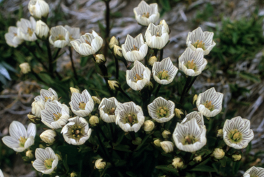 APII jpeg image of Chionogentias muelleriana subsp. alpestris  © contact APII