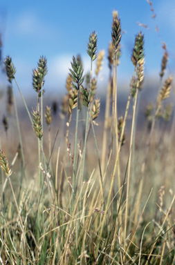 APII jpeg image of Agropyron velutinum  © contact APII