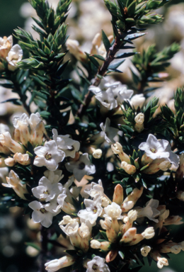 APII jpeg image of Epacris paludosa  © contact APII