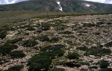 APII jpeg image of Epacris petrophila  © contact APII