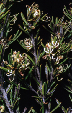 APII jpeg image of Grevillea australis  © contact APII