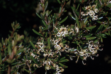 APII jpeg image of Grevillea australis  © contact APII