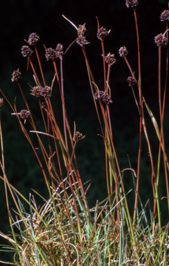 APII jpeg image of Luzula acutifolia  © contact APII