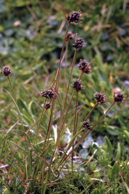 APII jpeg image of Luzula acutifolia subsp. nana  © contact APII
