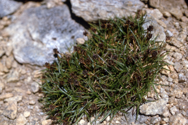 APII jpeg image of Luzula acutifolia subsp. nana  © contact APII