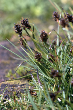 APII jpeg image of Luzula acutifolia subsp. nana  © contact APII