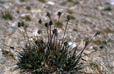 APII jpeg image of Luzula australasica subsp. australasica  © contact APII
