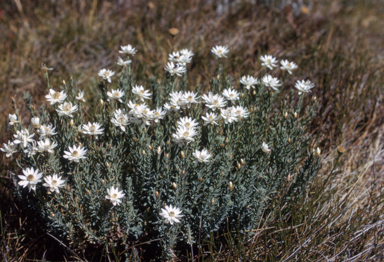 APII jpeg image of Rhodanthe anthemoides  © contact APII