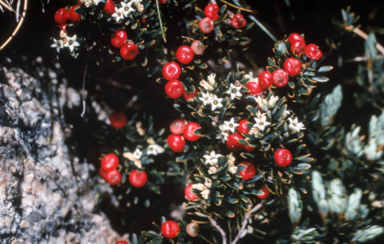 APII jpeg image of Leucopogon montanus  © contact APII