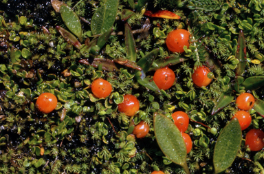 APII jpeg image of Nertera granadensis  © contact APII