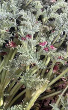 APII jpeg image of Oreomyrrhis brevipes  © contact APII