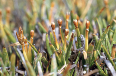 APII jpeg image of Oreobolus pumilio  © contact APII