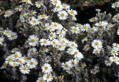 APII jpeg image of Olearia phlogopappa var. subrepanda  © contact APII