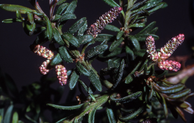 APII jpeg image of Podocarpus lawrencei  © contact APII