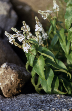 APII jpeg image of Veronica derwentiana  © contact APII