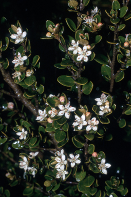 APII jpeg image of Nematolepis ovatifolia  © contact APII