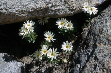 APII jpeg image of Ranunculus anemoneus  © contact APII