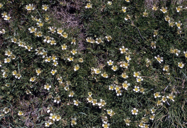 APII jpeg image of Ranunculus millanii  © contact APII
