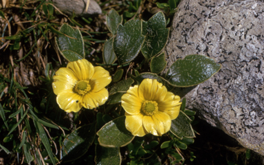 APII jpeg image of Ranunculus muelleri  © contact APII
