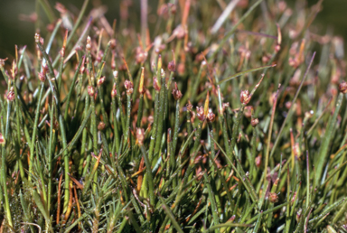 APII jpeg image of Isolepis aucklandica  © contact APII