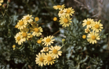 APII jpeg image of Senecio lautus  © contact APII