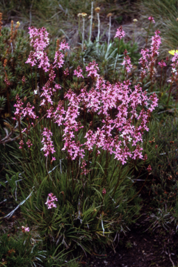APII jpeg image of Stylidium graminifolium  © contact APII
