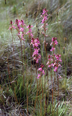 APII jpeg image of Stylidium graminifolium  © contact APII