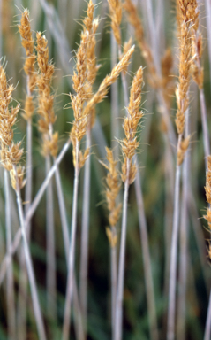 APII jpeg image of Trisetum spicatum  © contact APII