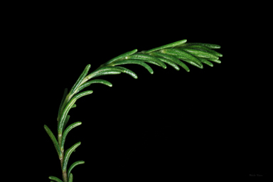 APII jpeg image of Helichrysum calvertianum  © contact APII