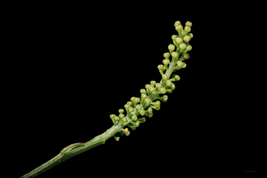 APII jpeg image of Grevillea flexuosa  © contact APII